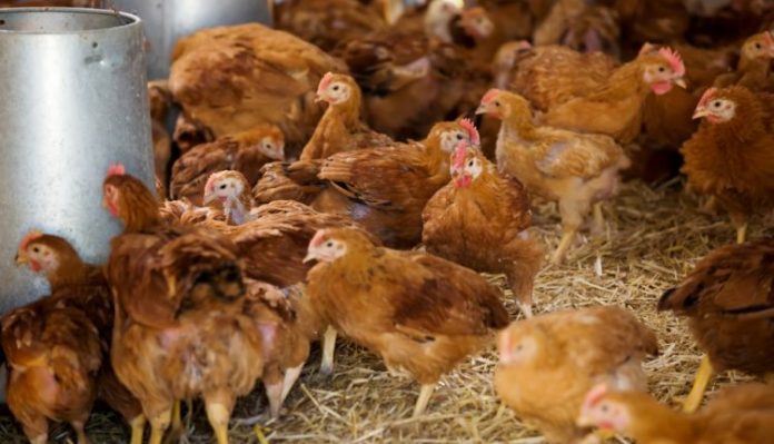Poultry-Farm-750x430