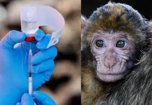ভারত বায়োটেকের বড় ঘোষণা, কোভ্যাক্সিন টিকা বাঁদরের শরীরে ‘বলিষ্ঠ’ রোগ প্রতিরোধ তৈরি করেছে, বাড়ছে অ্যান্টিবডি