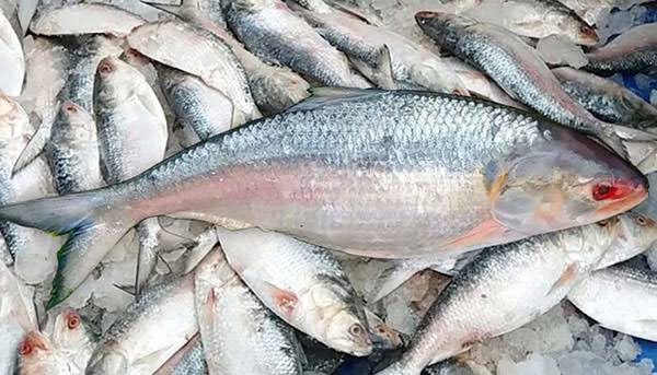 ILISH