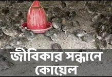 জীবিকার সন্ধানে বিশেষ প্রতিবেদন
